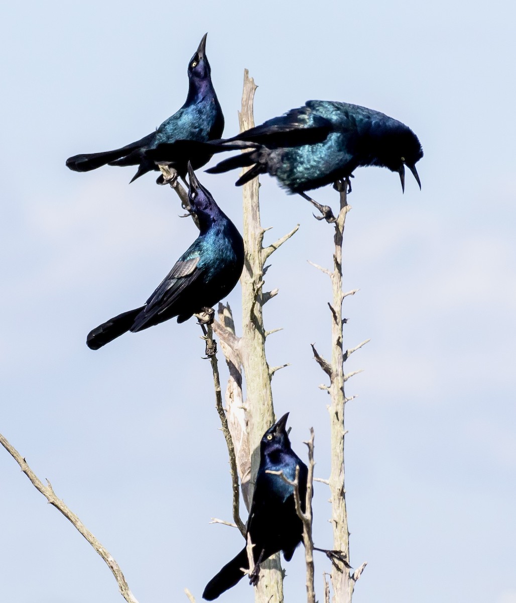 Boat-tailed Grackle - ML642827793