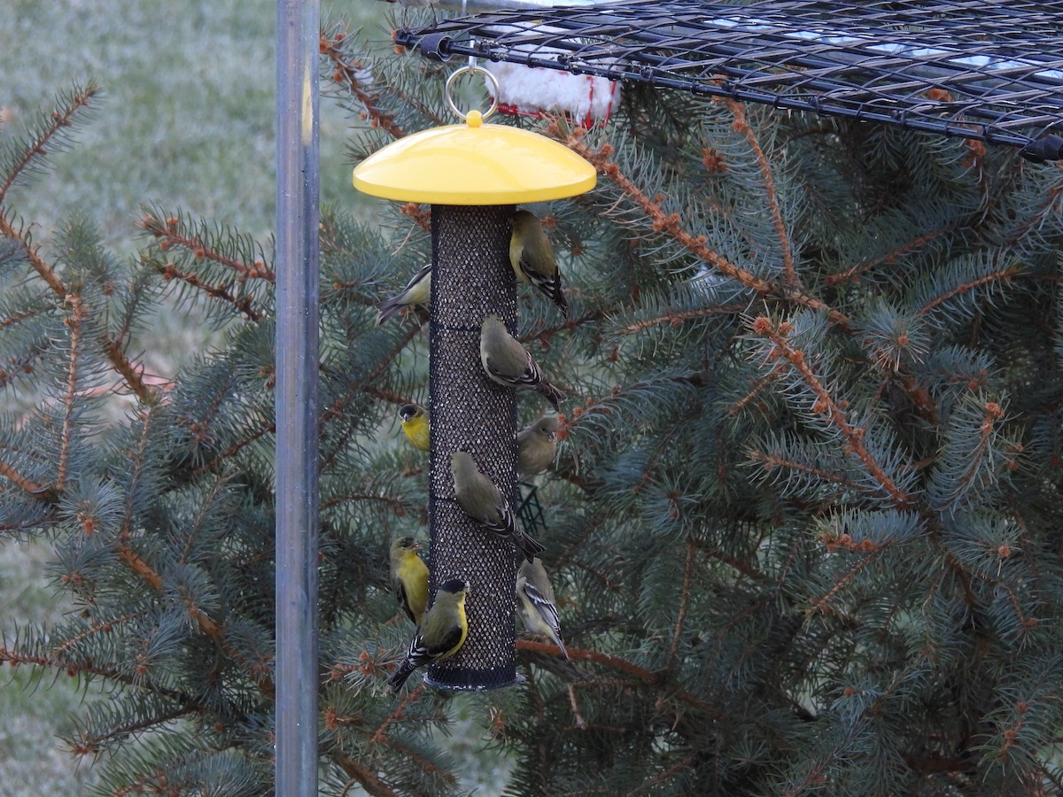 Lesser Goldfinch - ML642827794