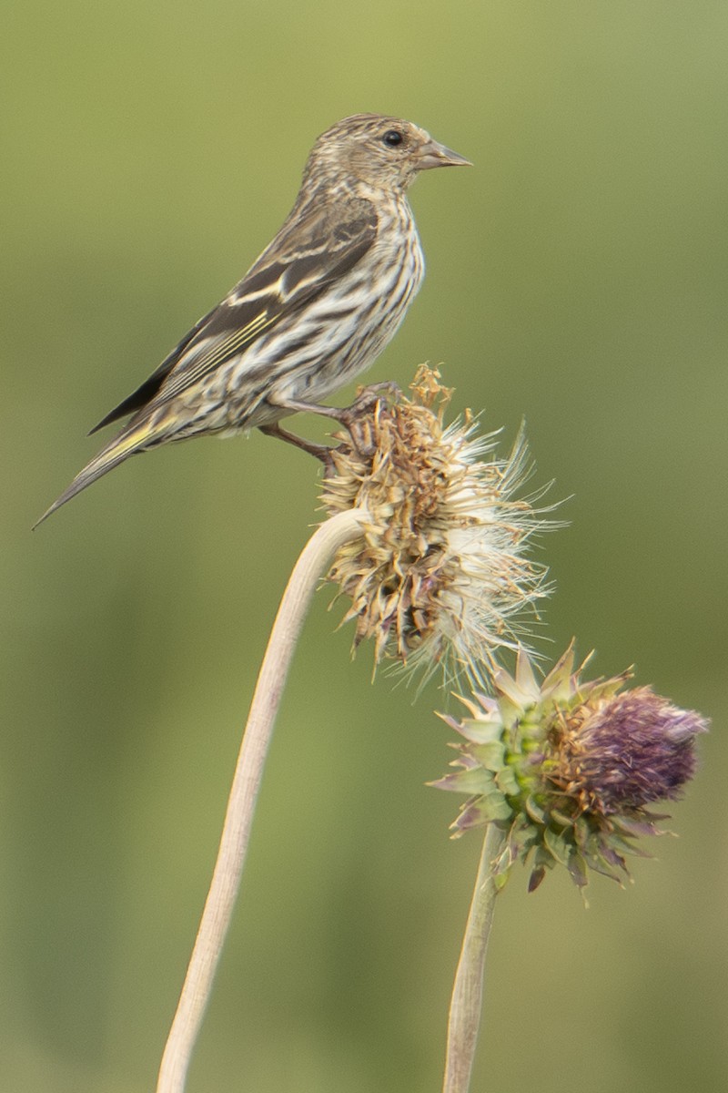 Pine Siskin - ML642827796