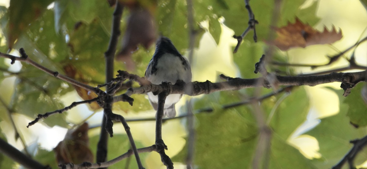 Black-throated Blue Warbler - ML642827804