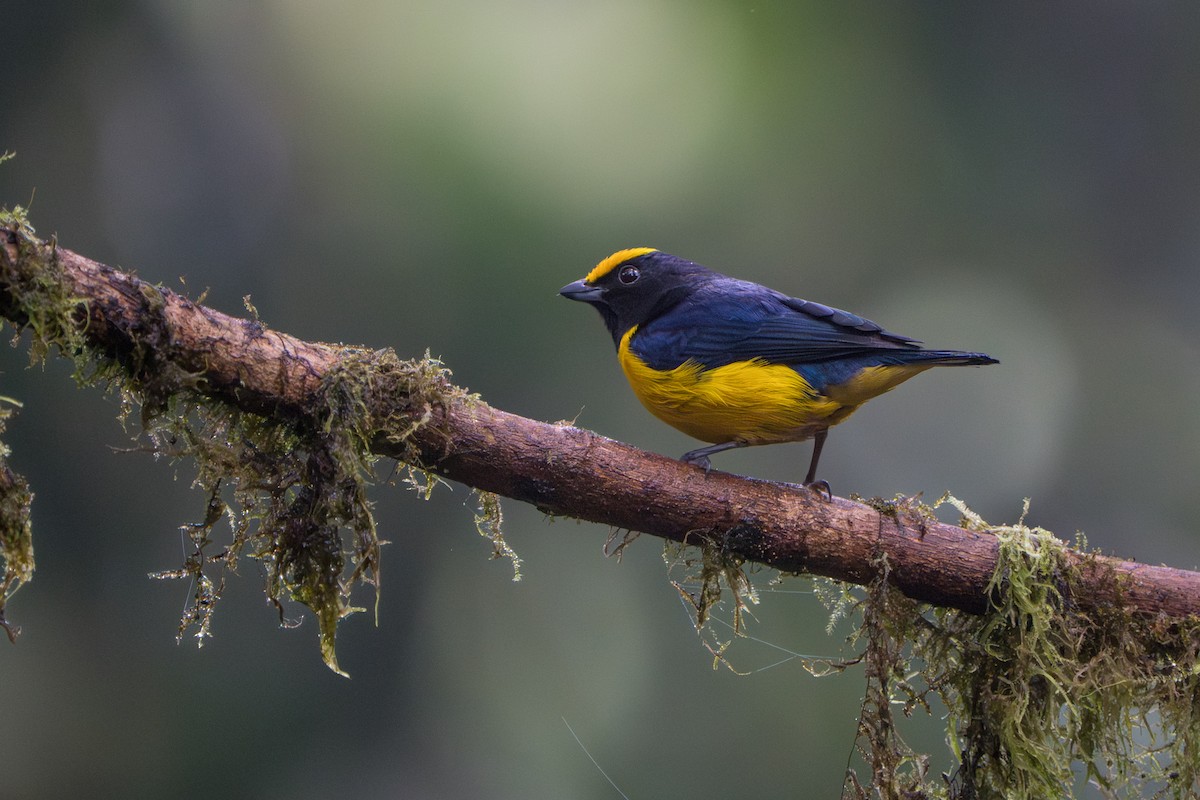 Orange-bellied Euphonia - ML642827805
