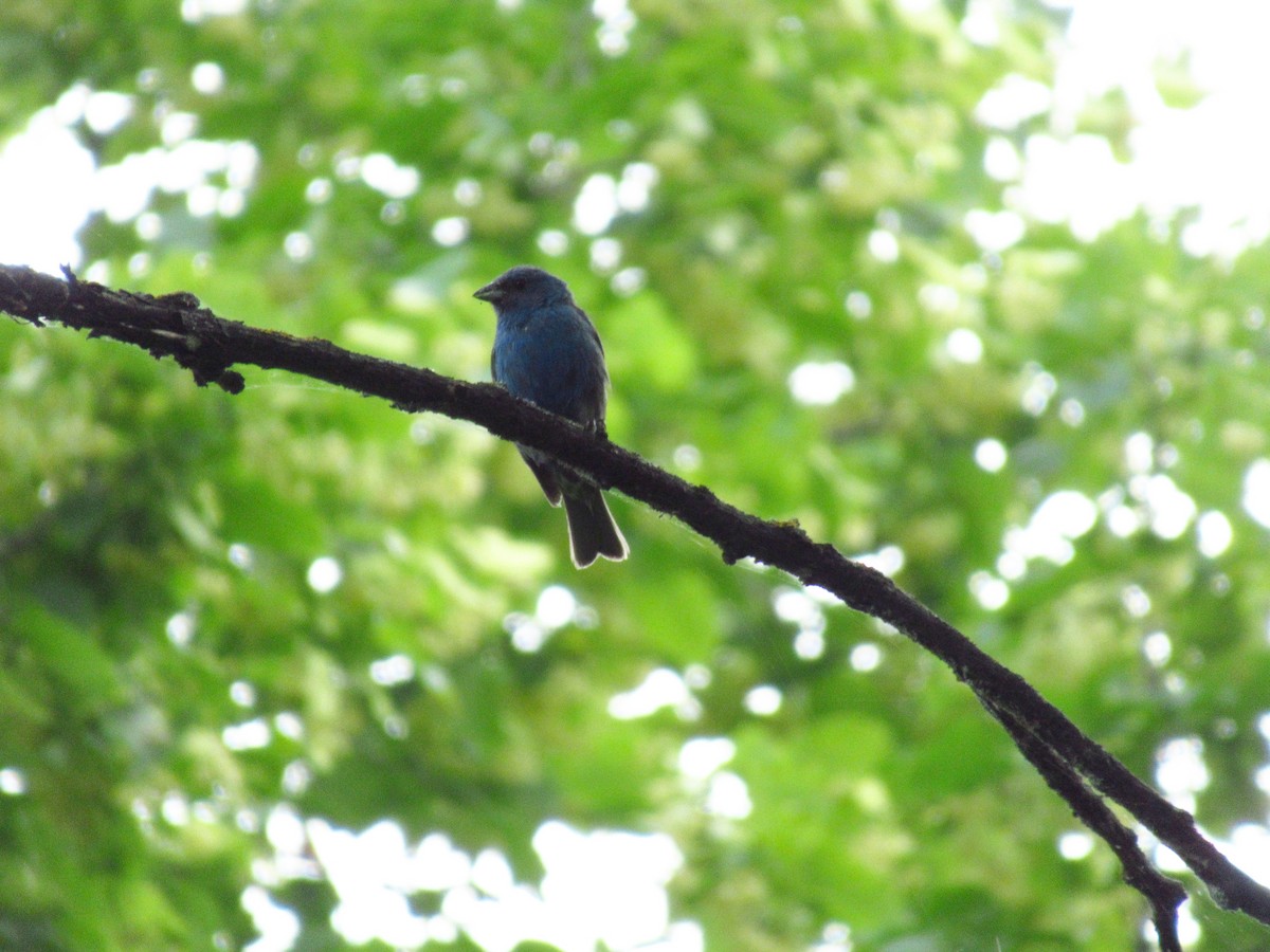 Passerin indigo - ML642827806