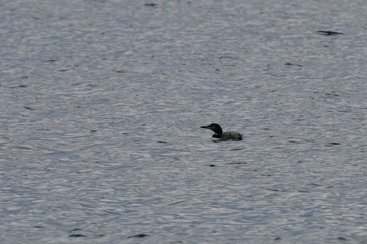 Common Loon - ML642827809