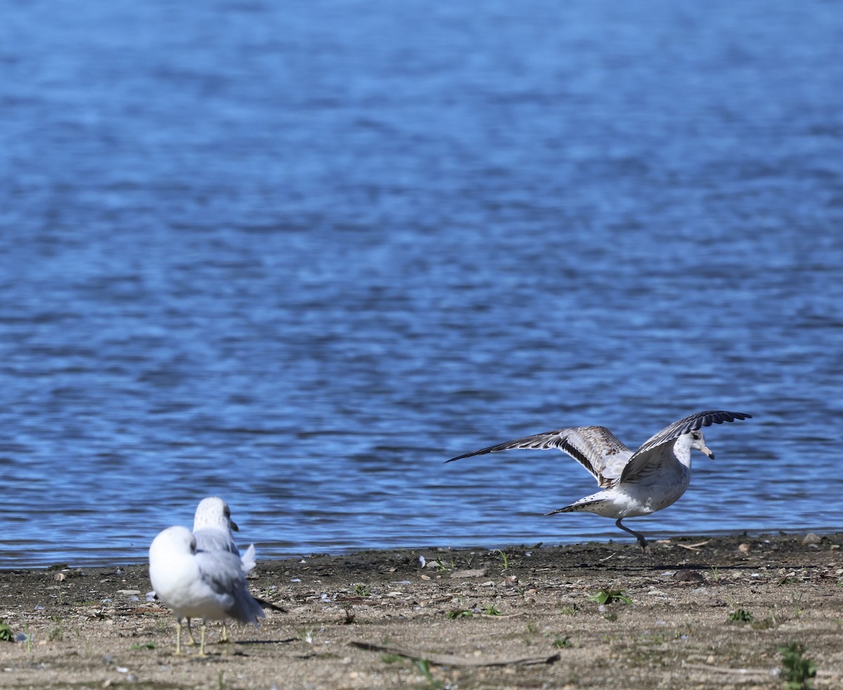 Möwe, unbestimmt - ML642827812