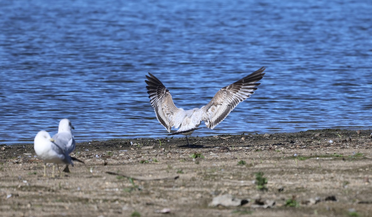 Möwe, unbestimmt - ML642827813