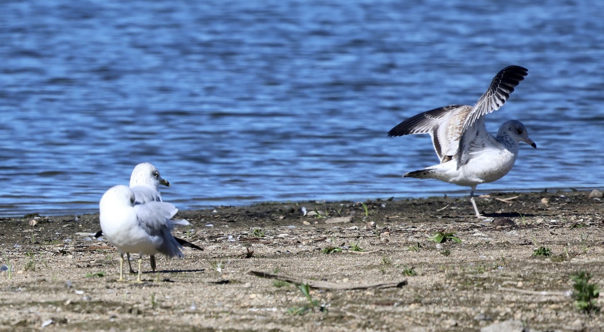 Möwe, unbestimmt - ML642827814