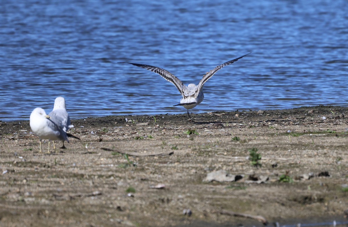 Möwe, unbestimmt - ML642827815