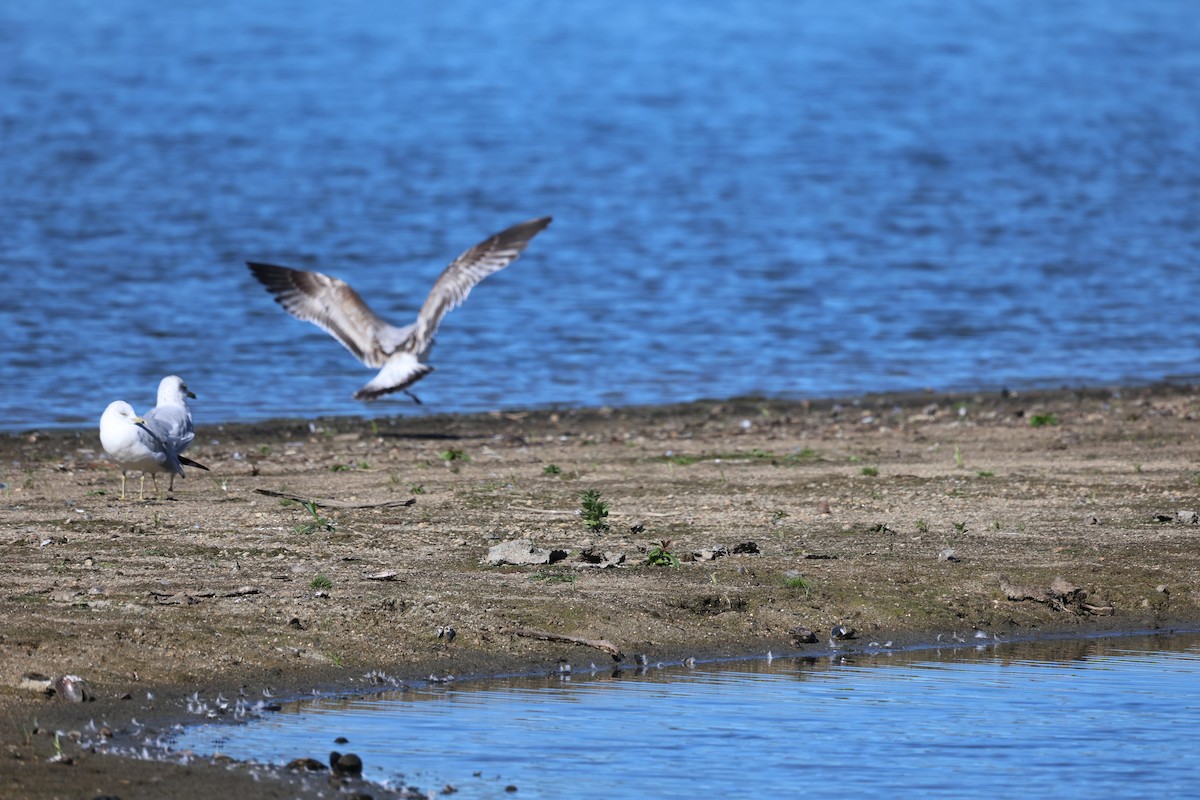 Möwe, unbestimmt - ML642827816