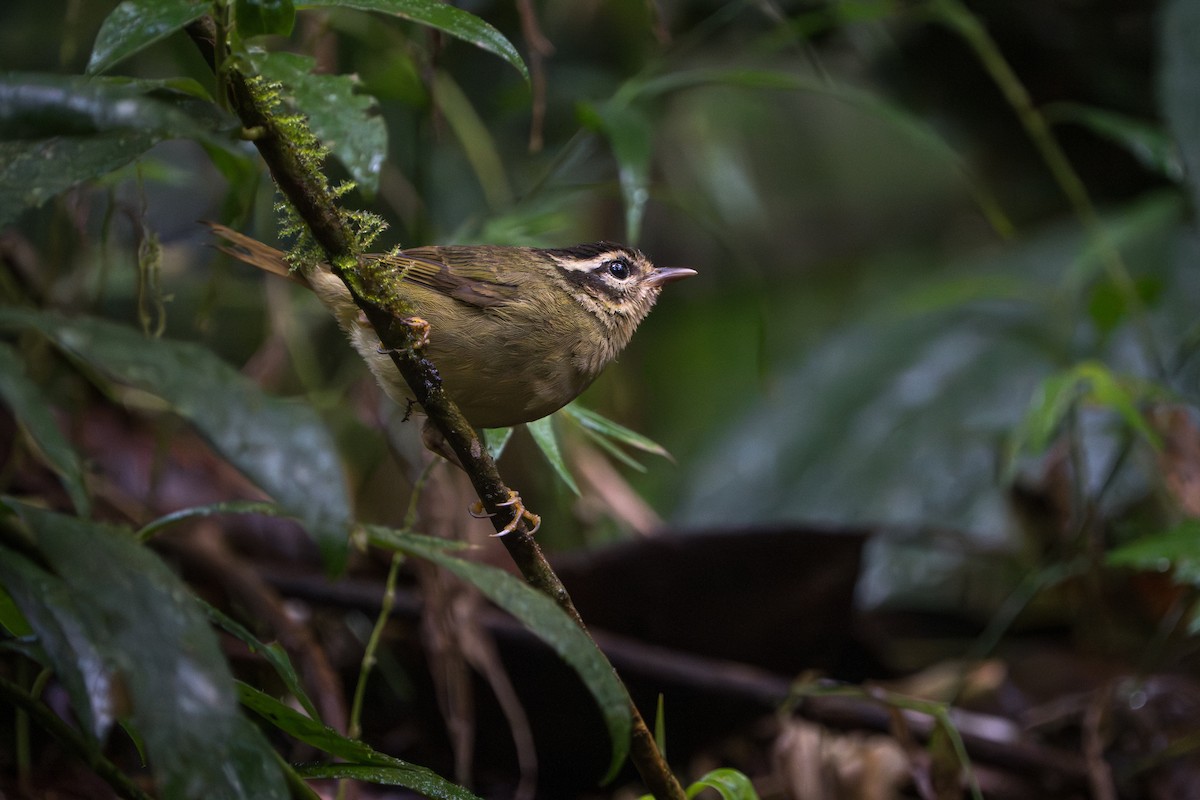 Three-striped Warbler - ML642827822