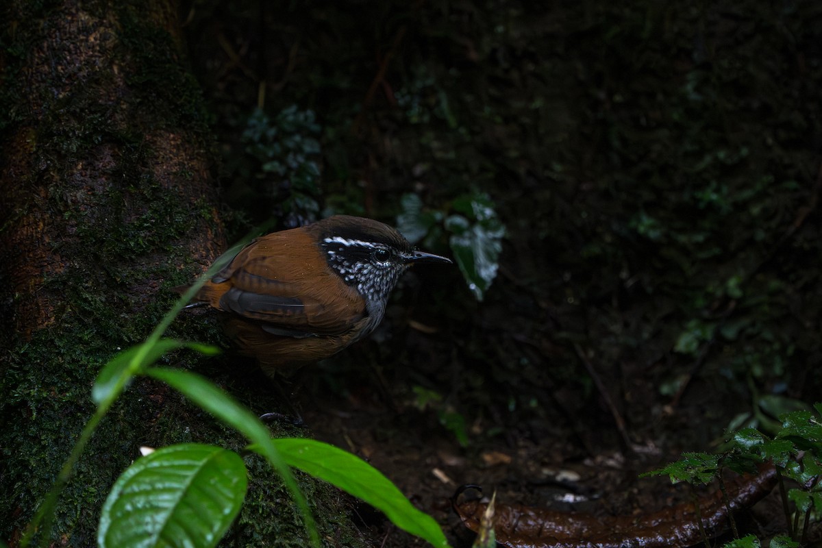 Gray-breasted Wood-Wren - ML642827823