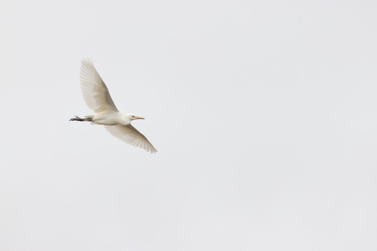 Western Cattle-Egret - ML642827825