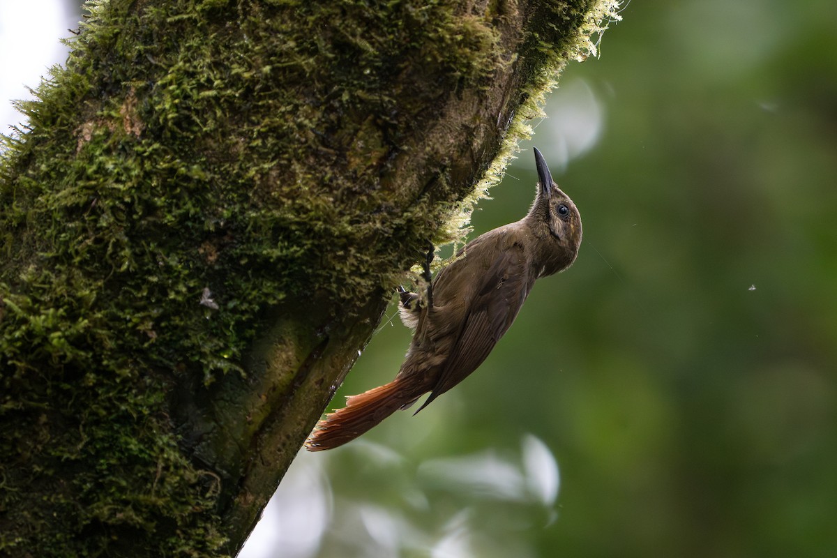Plain-brown Woodcreeper - ML642827838