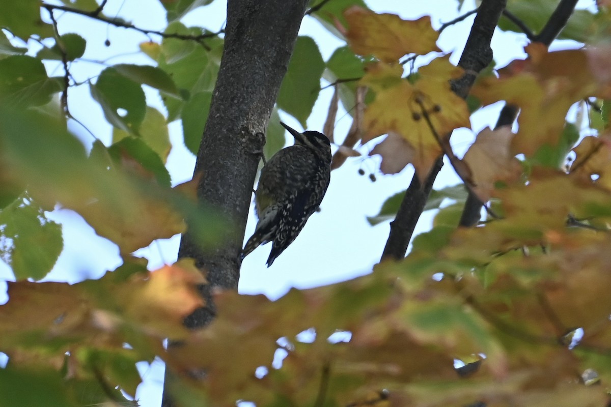 Yellow-bellied Sapsucker - ML642827840