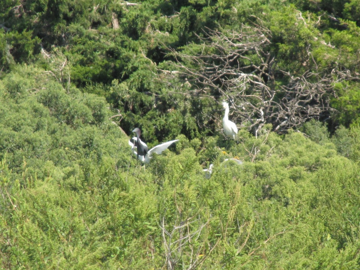Snowy Egret - ML642827849