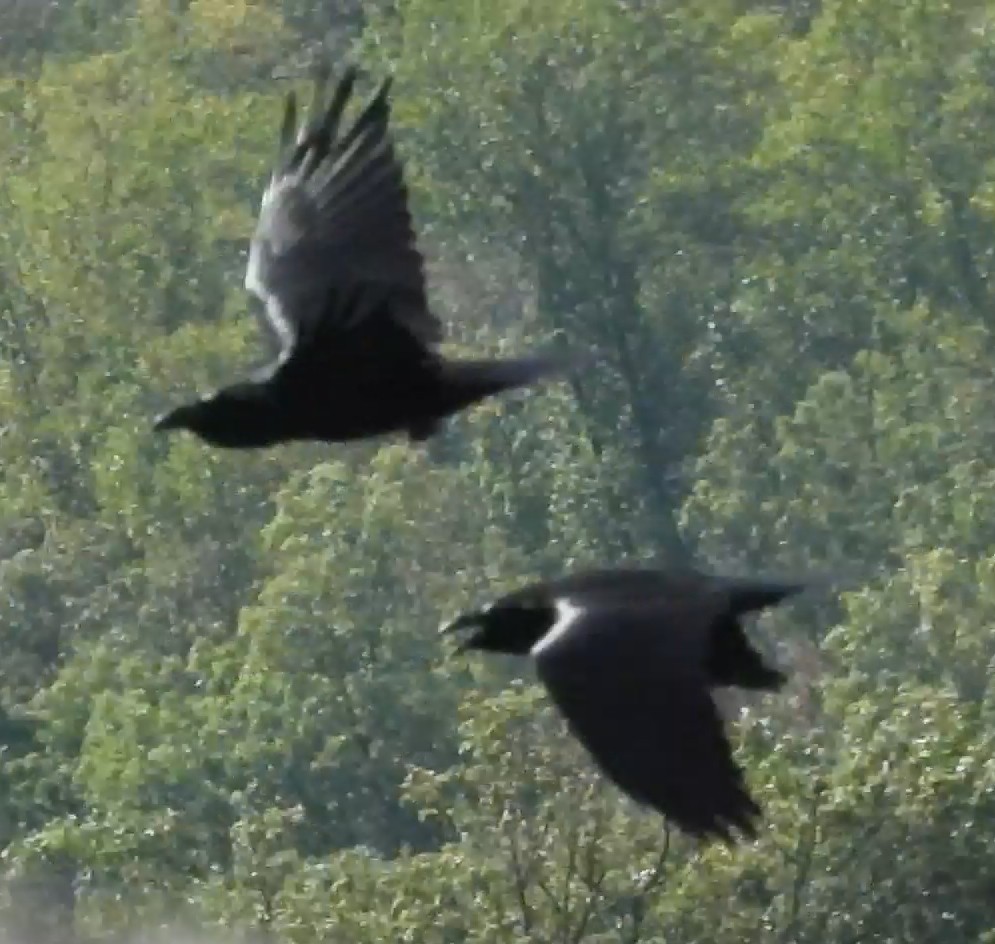 Common Raven - ML642827851