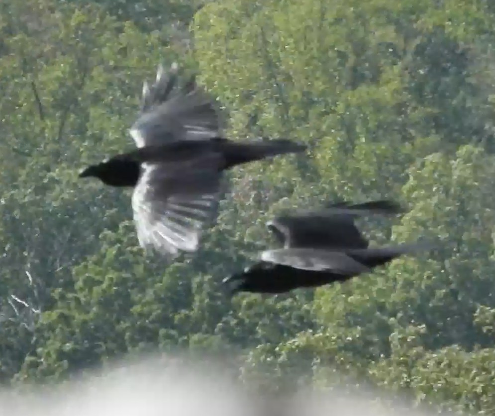 Common Raven - ML642827852