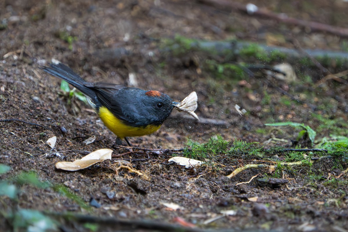 Slate-throated Redstart - ML642827863