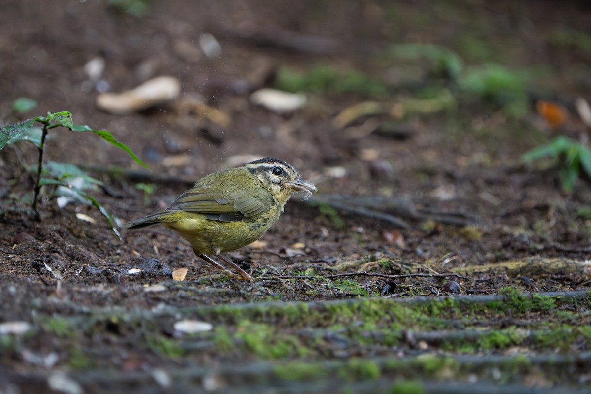 Three-striped Warbler - ML642827871