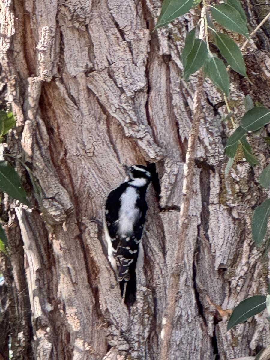Downy Woodpecker - ML642827873