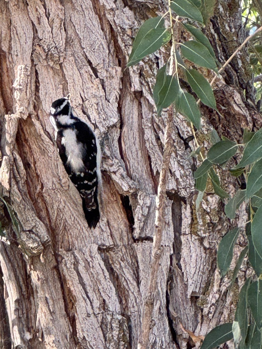 Downy Woodpecker - ML642827874