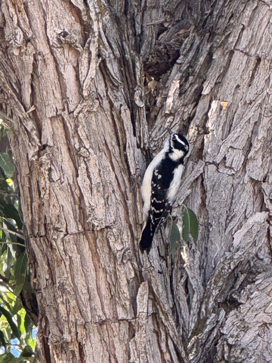 Downy Woodpecker - ML642827875