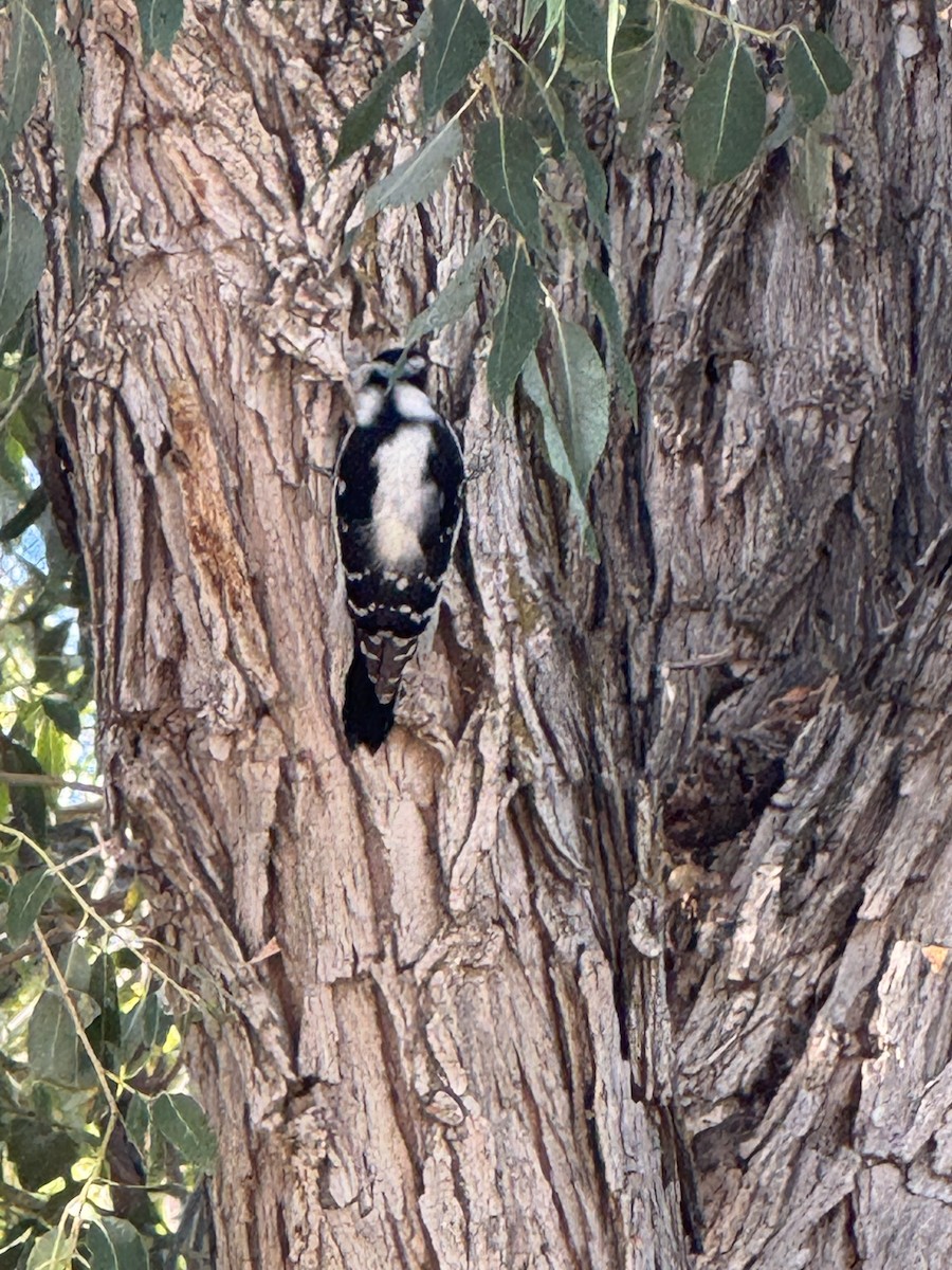 Downy Woodpecker - ML642827876