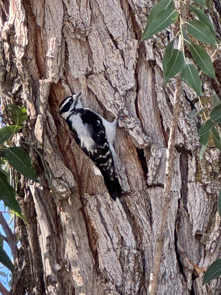 Downy Woodpecker - ML642827877