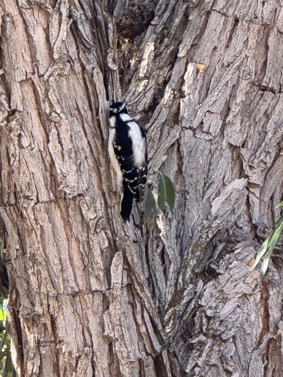 Downy Woodpecker - ML642827878