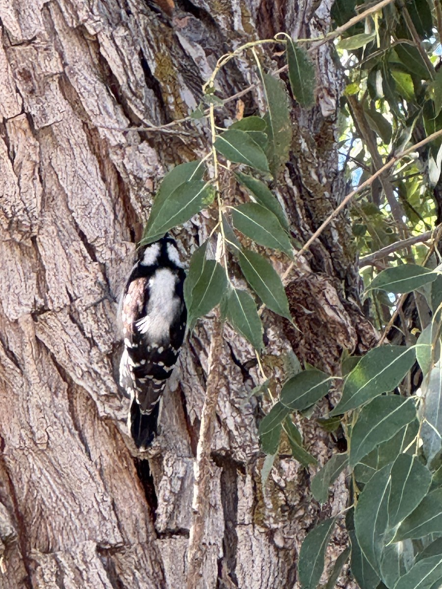 Downy Woodpecker - ML642827881
