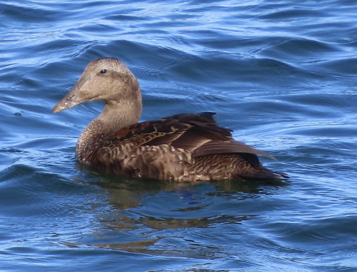 Common Eider - ML642827883