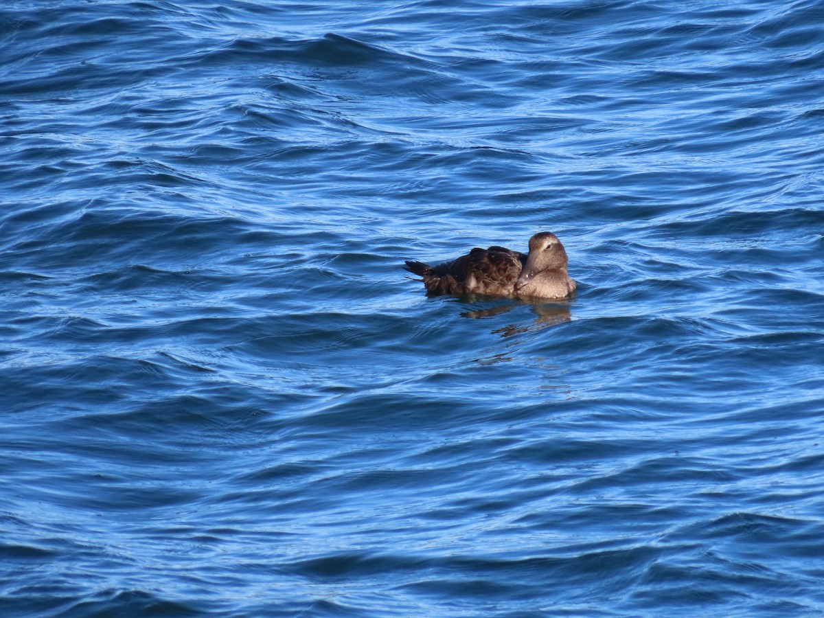 Common Eider - ML642827886