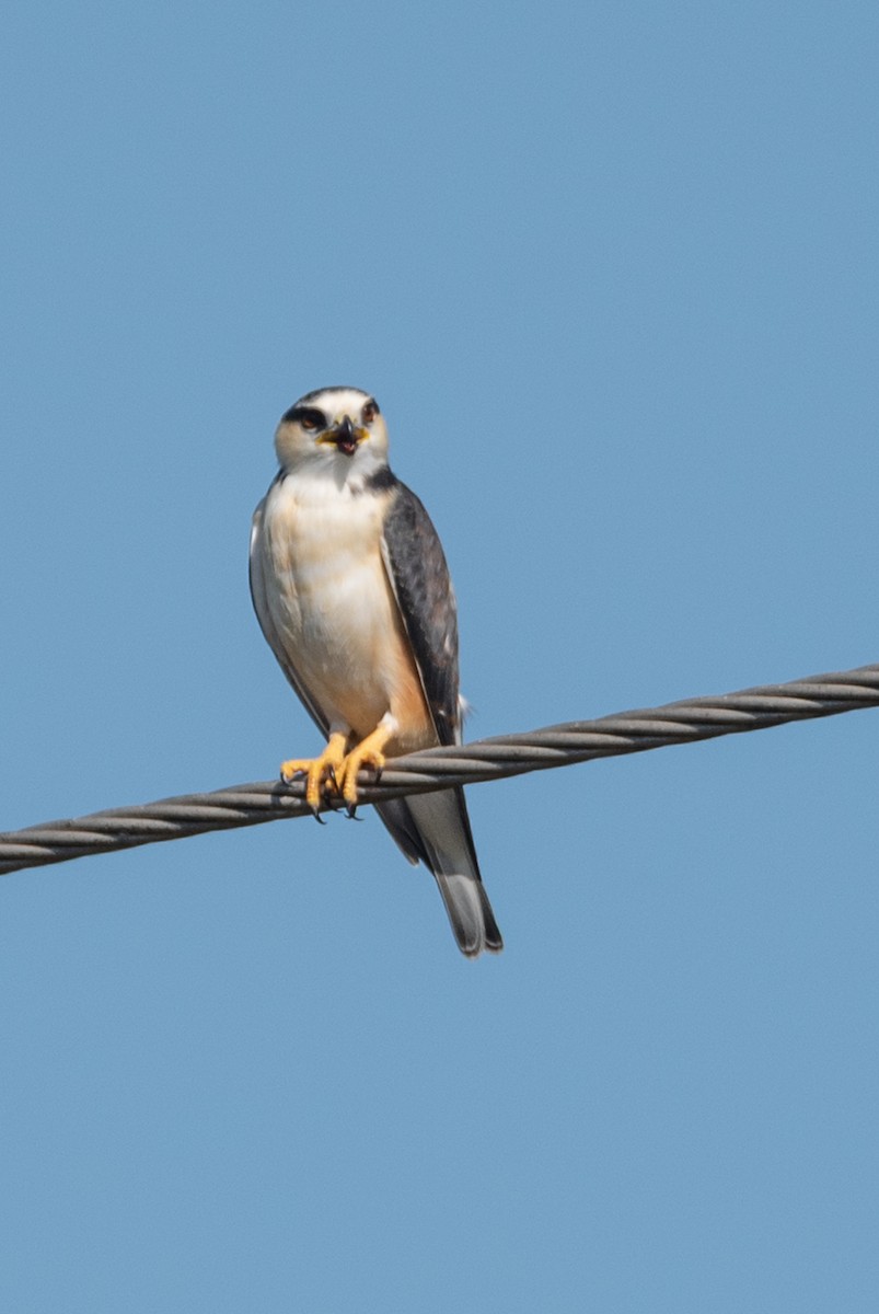 Pearl Kite - ML642827888