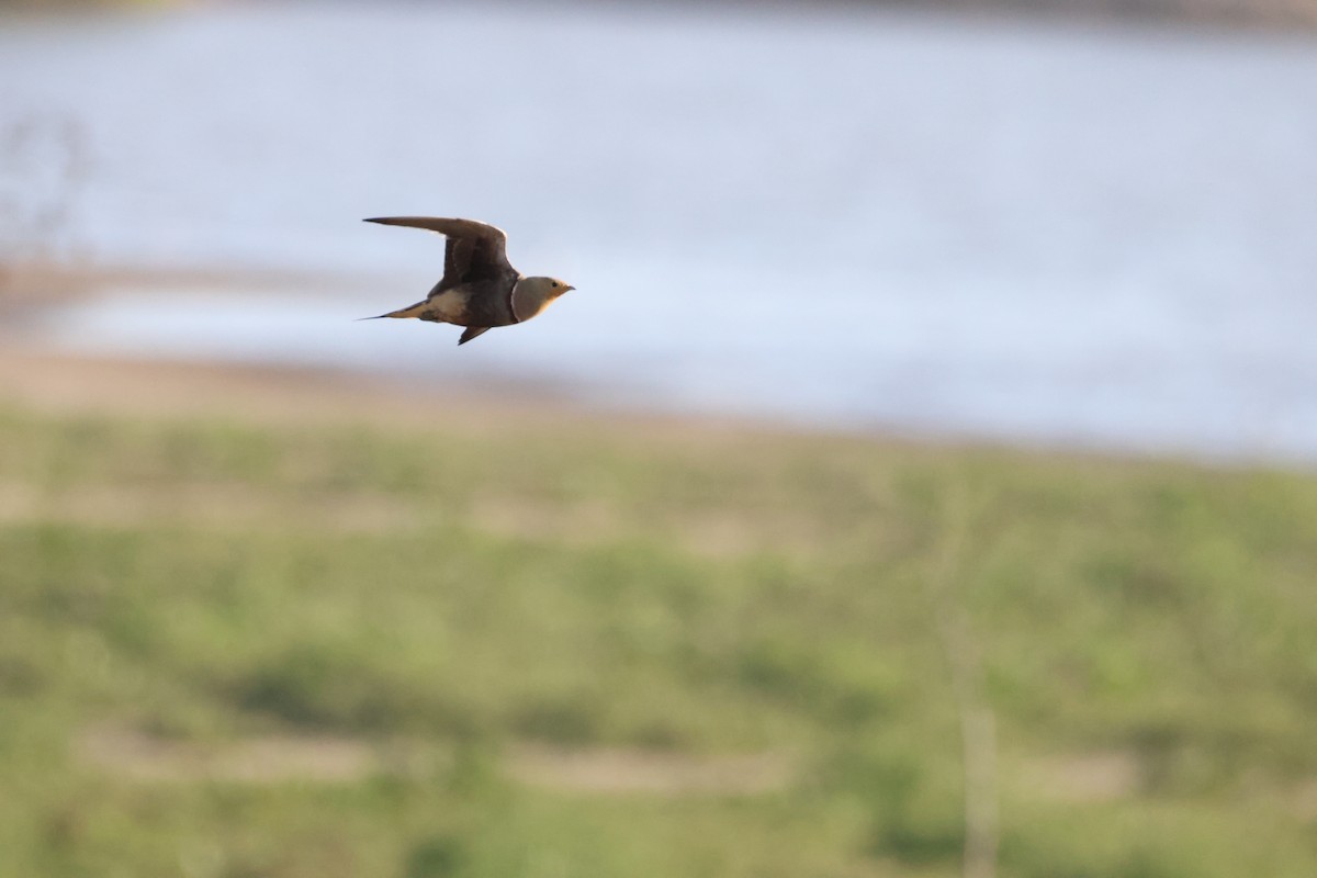 Namaqua Sandgrouse - ML642827889