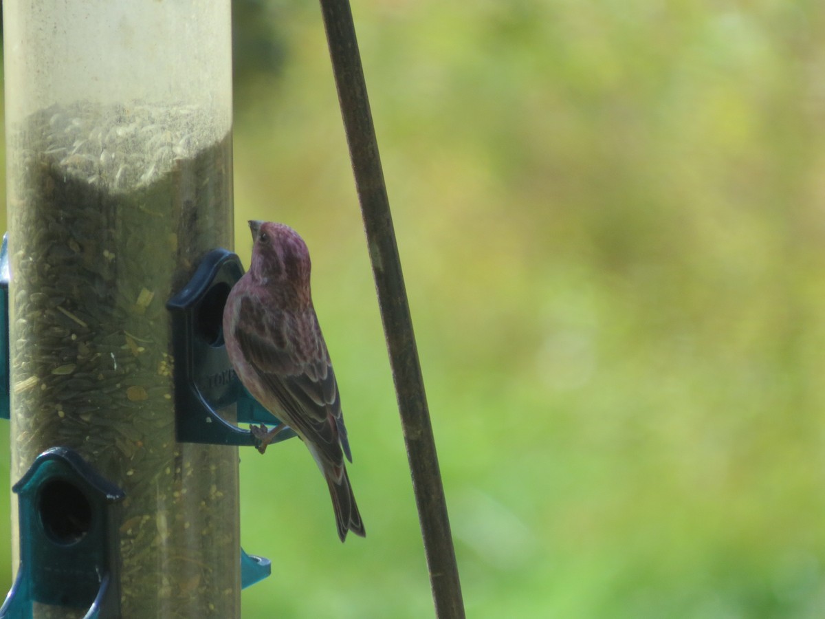 Purple Finch - ML642827890
