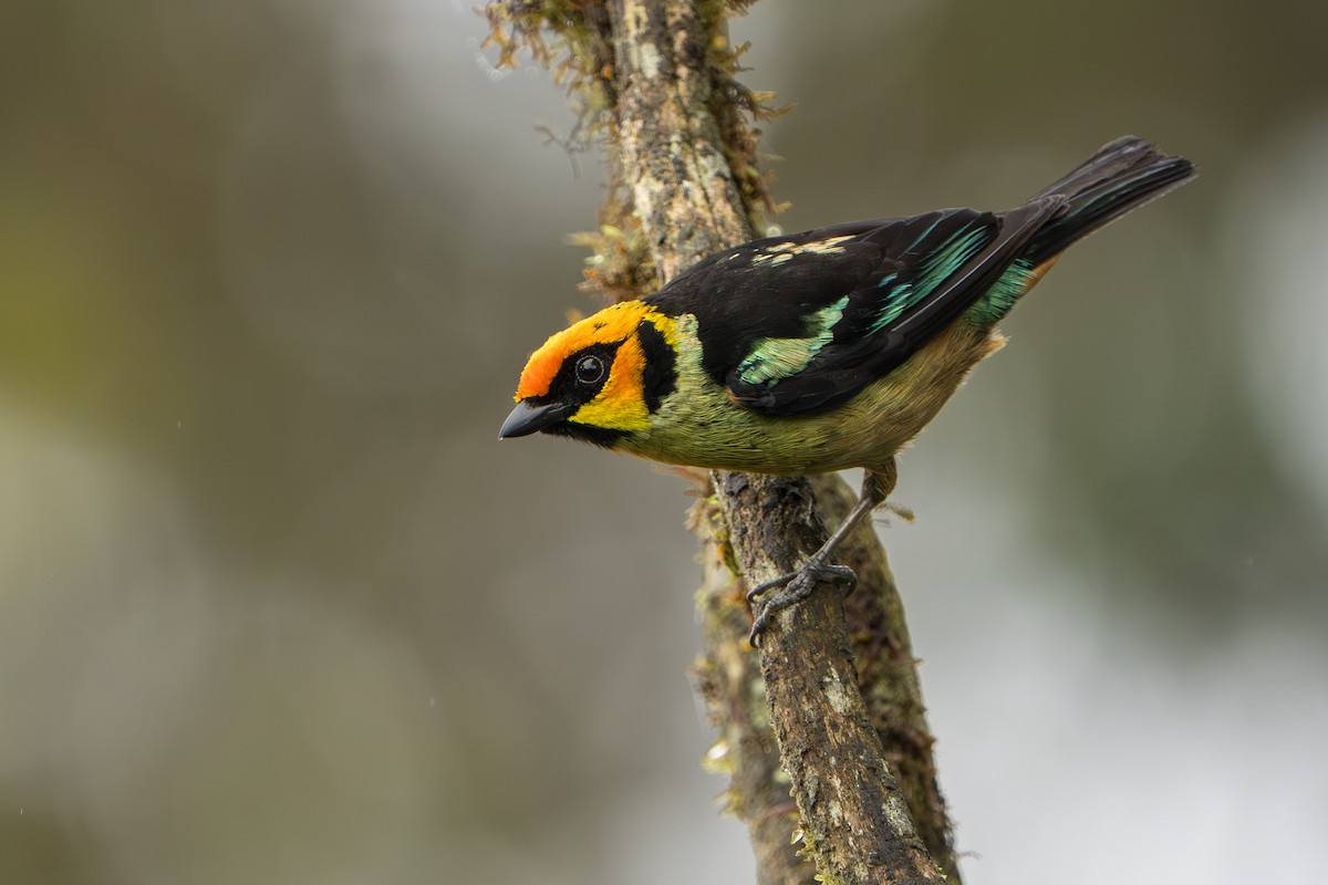 Flame-faced Tanager (Yellow-faced) - ML642827895