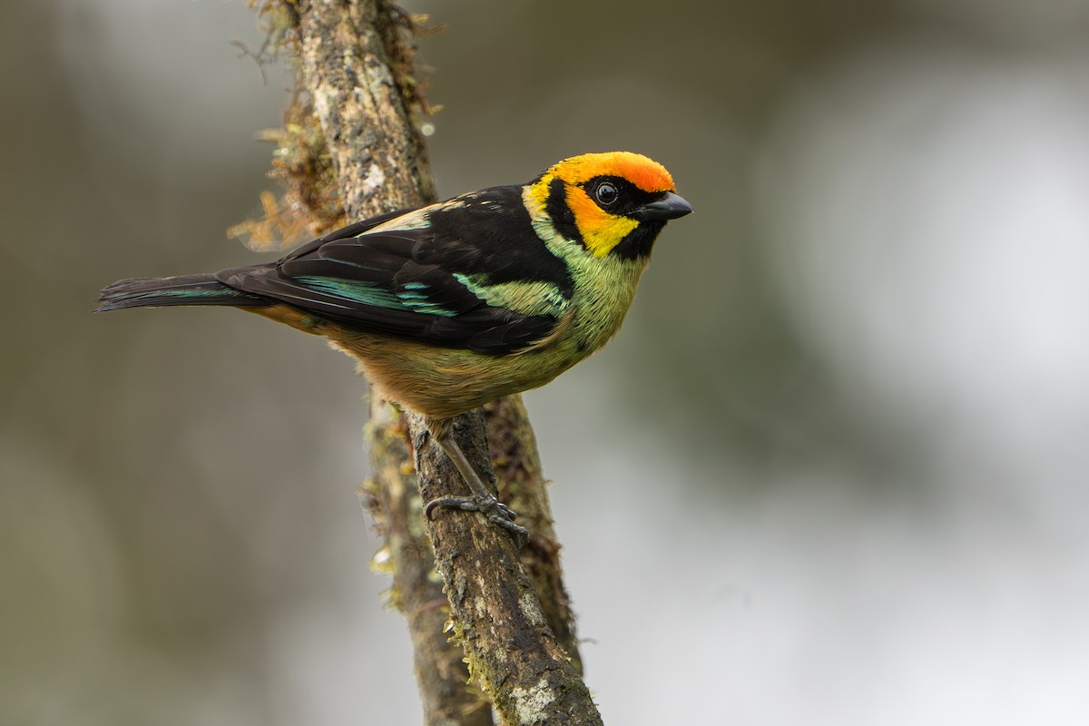 Flame-faced Tanager (Yellow-faced) - ML642827896