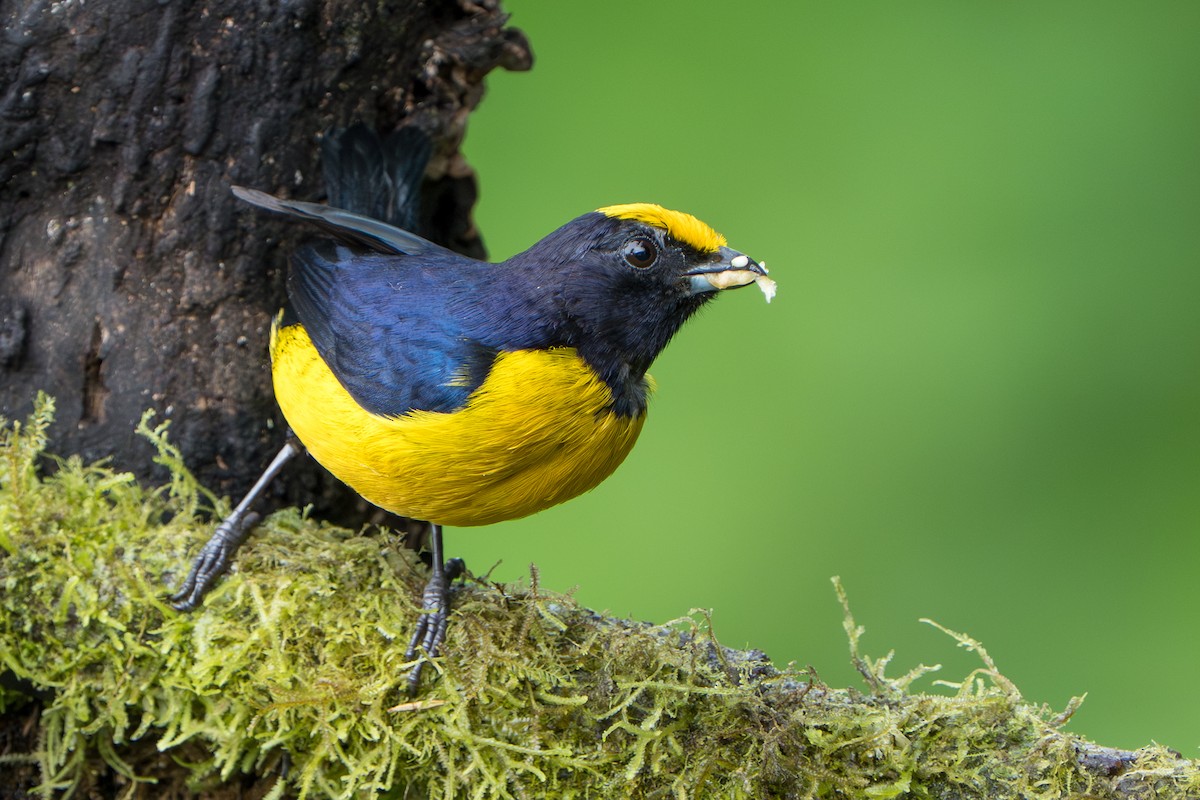 Orange-bellied Euphonia - ML642827899