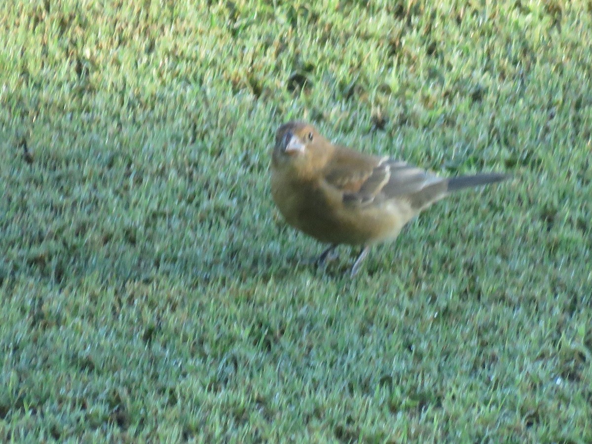 Blue Grosbeak - ML642827900