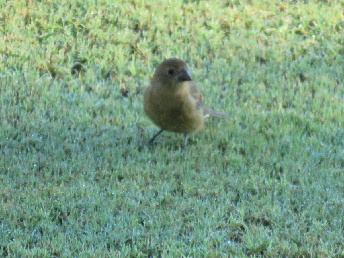 Blue Grosbeak - ML642827901