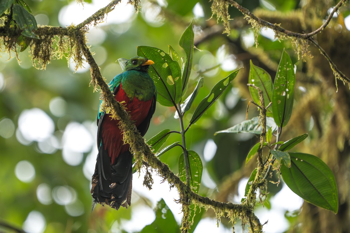 Golden-headed Quetzal - ML642827902