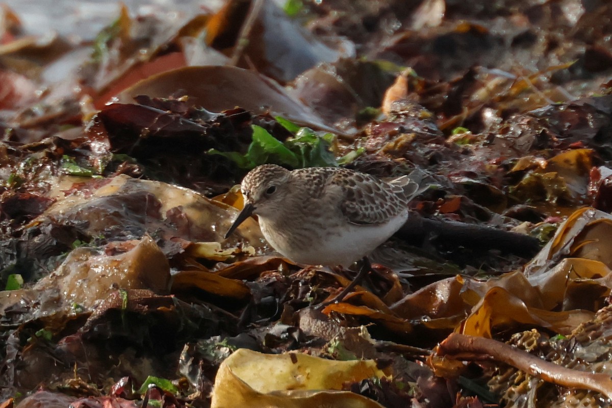 Baird's Sandpiper - ML642827909