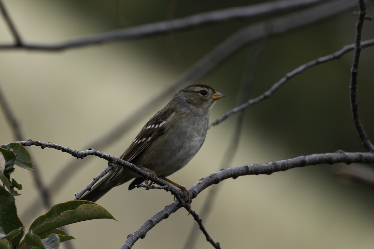 White-crowned Sparrow - ML642827913