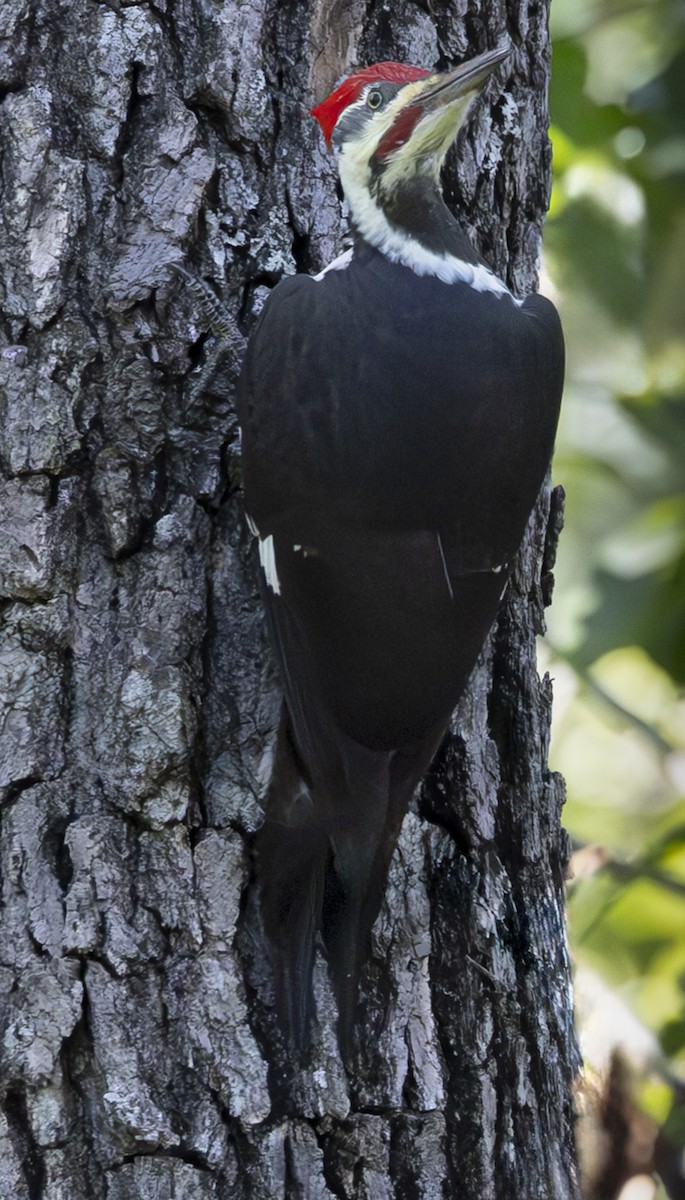 Pileated Woodpecker - ML642827919
