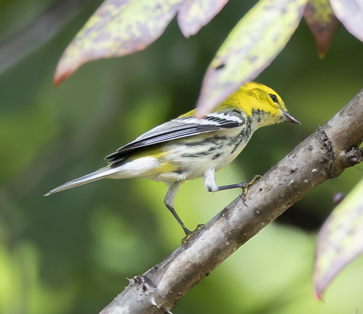 Black-throated Green Warbler - ML642827923