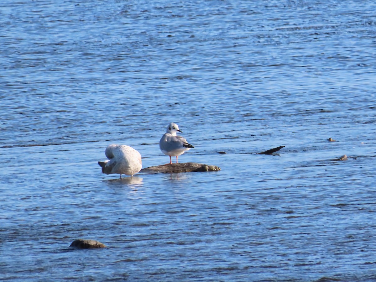Bonaparte's Gull - ML642827925