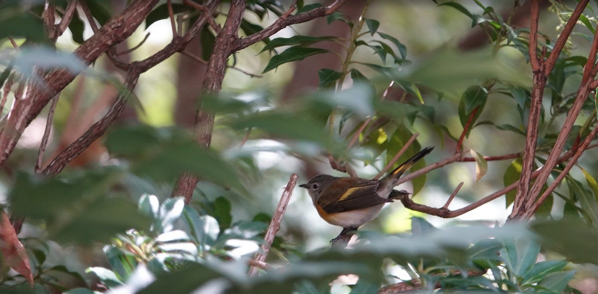 American Redstart - ML642827927