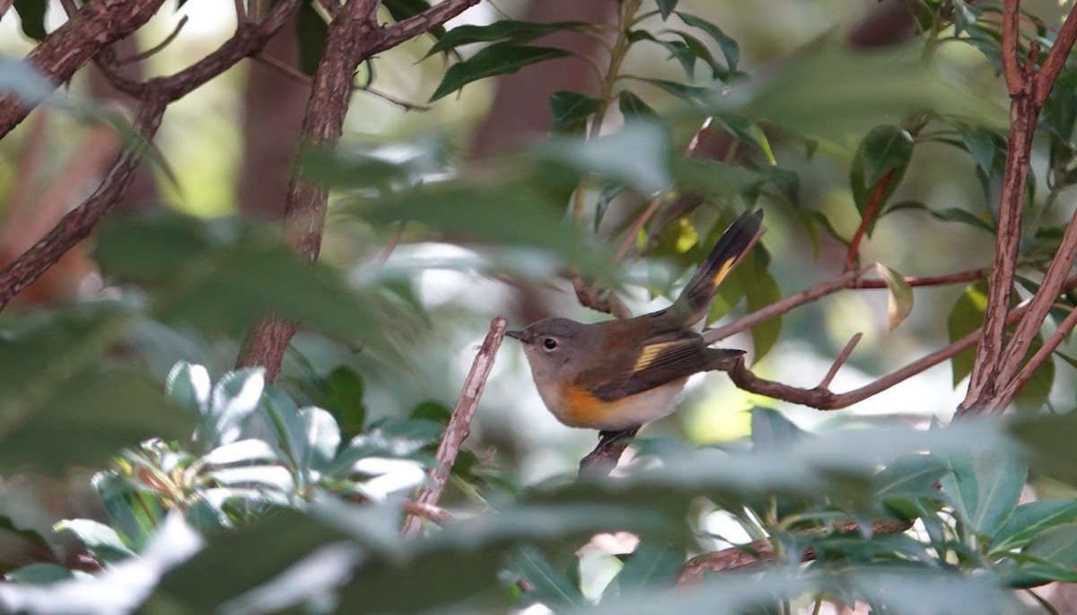 American Redstart - ML642827928