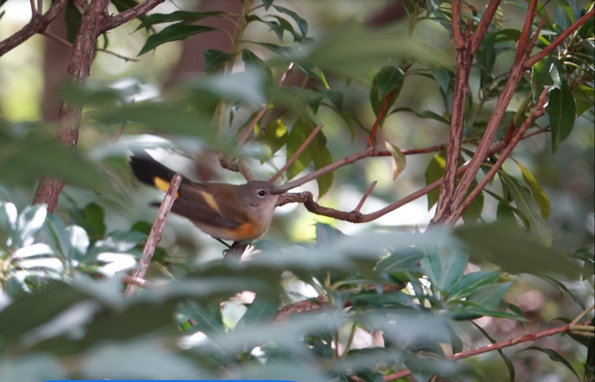 American Redstart - ML642827929