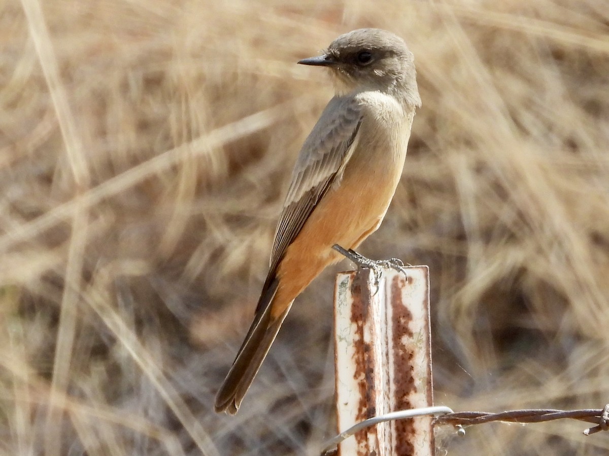 Say's Phoebe - ML642827931