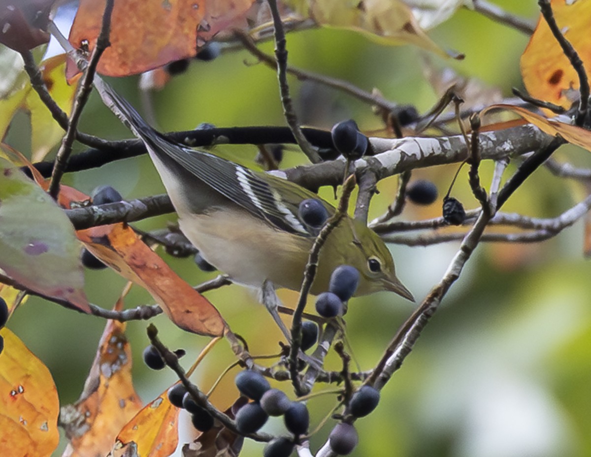 Bay-breasted Warbler - ML642827932